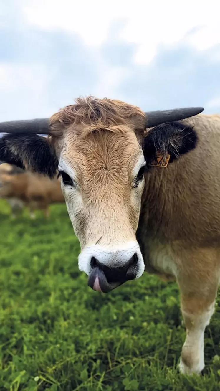 Dans le cadre du projet alimentaire de territoire (PAT) du Haut-Allier, la chambre d'agriculture de Lozère organise une chasse au trésor et un repas fermier au Gaec des Bergeronnettes (Boissanfeuille, commune de Chaudeyrac) le dimanche 23 octobre de 10 h à 14 h.