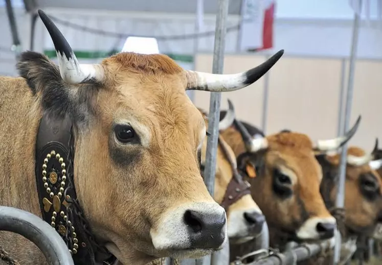 Les effectifs d’Aubrac sont passés de 56 000 vaches en 1979 à 230 000 aujourd’hui.