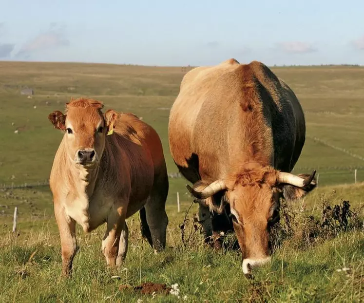 Bruno Le Maire a annoncé aux représentants de la filière bovine qu'il était prêt à travailler à un « plan de relance » d'ici cet été. Marc Fesneau souhaite que les filières animales soient exemptées de l'obligation de renégociation à la baisse des prix en grande distribution.