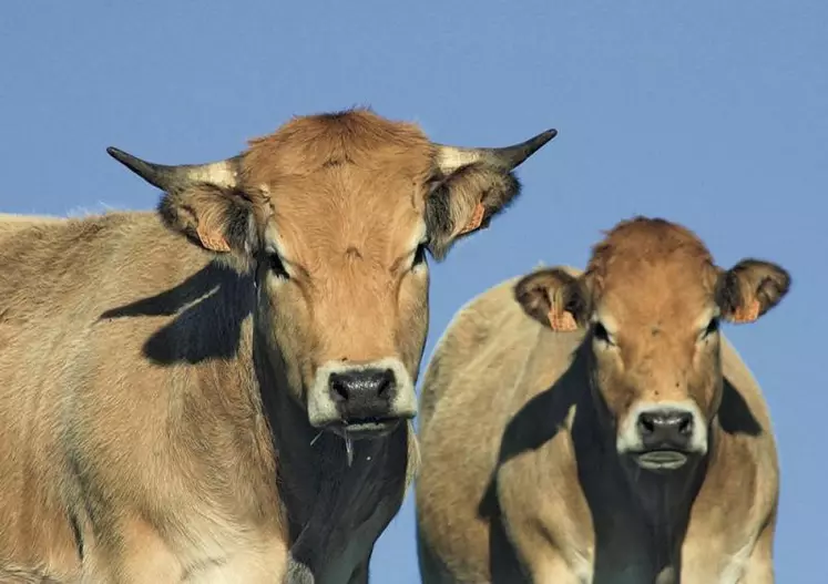 Dans le cadre des dispositions relatives à l’accès aux marchés convenues dans l’accord UE-Mercosur, la Commission européenne explique que pour la première fois, l’UE a fixé une condition basée sur le bien-être animal dans un accord commercial, spécifiquement pour les importations préférentielles d’œufs en coquille.