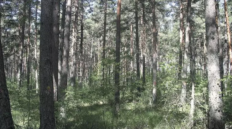 Chaque année la forêt lozérienne produit un million de mètre cube de bois, dont la moitié seulement est récoltée.