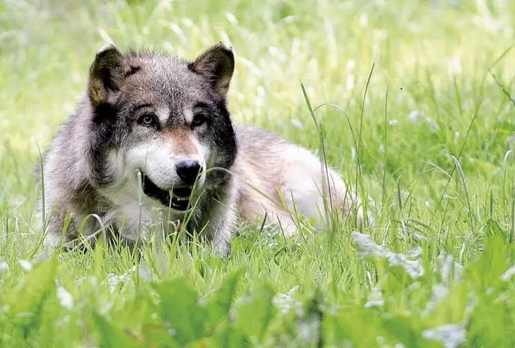 Le plan national d'action sur le loup et les activités d'élevage est en consultation jusqu'au 7 décembre. Un document conforme aux orientations présentées en septembre.