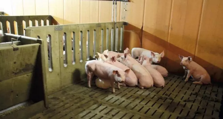 Des porcs engraissés sur la ferme et commercialisés en circuits-courts.