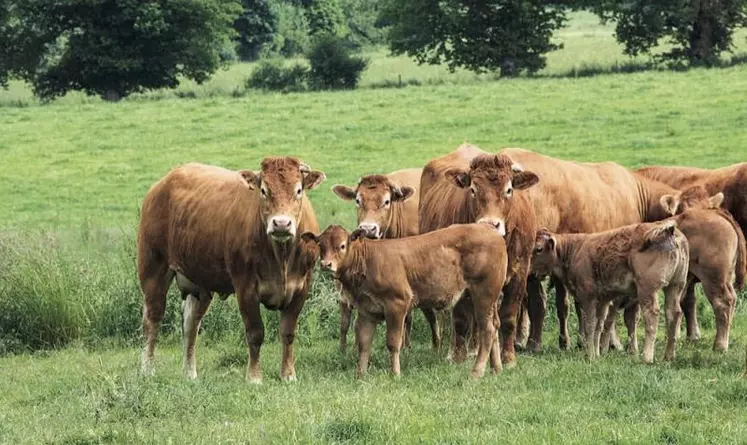 Les commissions de l'Agriculture et de l'Environnement du Parlement européen ont adopté conjointement leur projet - non contraignant - de rapport sur la stratégie De la ferme à la table qui valide les grandes lignes des propositions de la Commission européenne.