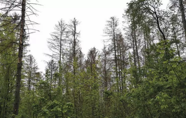 Les arbres ou parties de houppier attaqués par le scolyte dépérissent et les aiguilles deviennent rouge-brun.