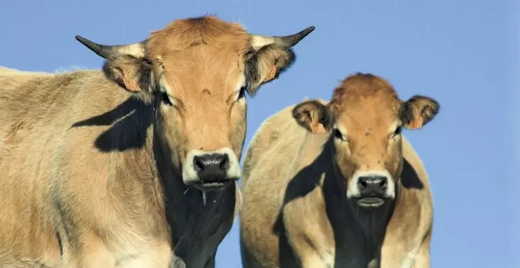 L'État et les Régions ont tiré les conséquences budgétaires de la nouvelle gouvernance de la Pac pour la prochaine programmation. Ils se sont par ailleurs entendus sur la définition de l'agriculteur actif, mais pas encore sur celle du jeune agriculteur.