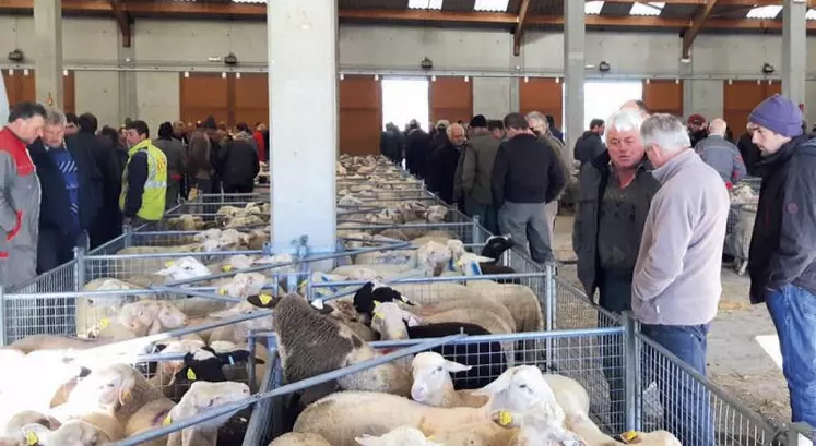 Dans quelques mois, le marché de Saugues se changera en marché au cadran ultra-moderne.