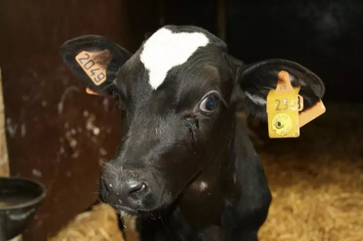 L’apposition de boucles aux deux oreilles est la base de l’identification en élevage bovin.