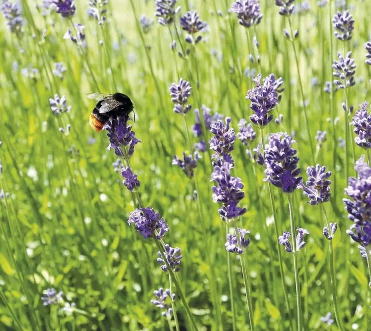 Lancée il y a deux ans, l'initiative européenne pour lutter contre le déclin des pollinisateurs sauvages n'est pas inutile mais doit encore être renforcée, estime la Commission européenne dans un récent rapport. Au-delà de ce qui est déjà prévu par les stratégies Biodiversité ou De la ferme à la table, de nouvelles mesures sont envisagées.