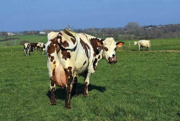 En l’absence de signature d’un accord-cadre, les producteurs adhérents de l’OP Saint-Père livrant au groupe Agromousquetaires ont reçu, fin décembre, des contrats individuels. L’OP dénonce un « évincement ».