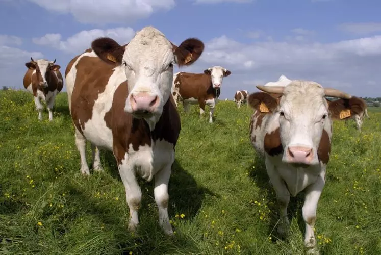 L’aide aux bovins laitiers est attribuée en fonction du nombre de vaches laitières au moment de la demande.