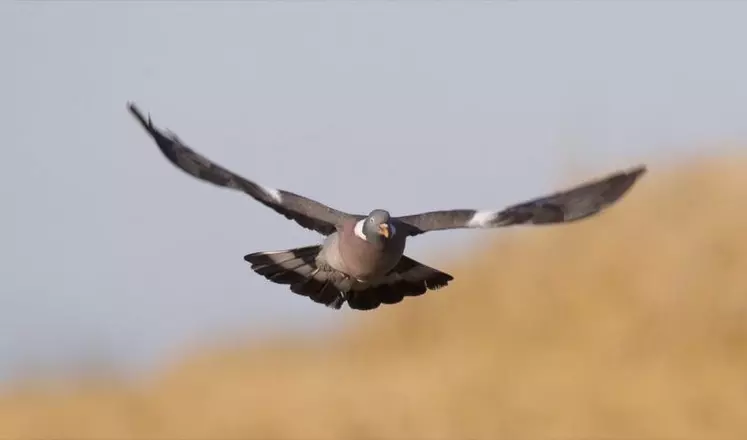 Pour le pigeon ramier, la fermeture est fixée au 20 février