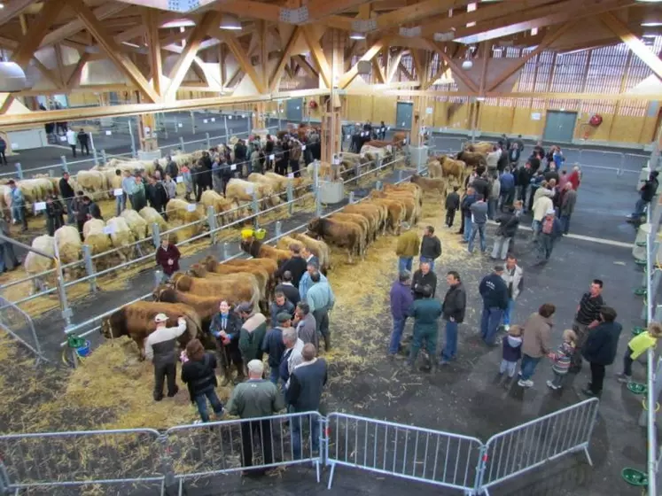 Le concours départemental du broutard à lieu sous la grande halle d'Aumont-Aubrac.