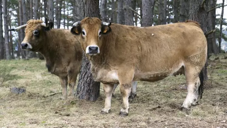 Maîtresse, la BFA du Gaec Gibelin.