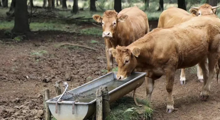 À Belvezet, l'abreuvement collectif est une affaire qui fonctionne depuis les années 1970. De nouveaux projets souhaitent s'inspirent de ce travail pour abreuver les bêtes en pâturage tout en économisant l'eau.