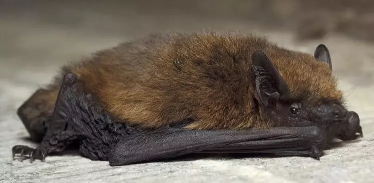 Si les chauves-souris pipistrelles sont les plus présentes dans les parcelles agricoles, s’y trouvent aussi quelques espèces moins courantes.