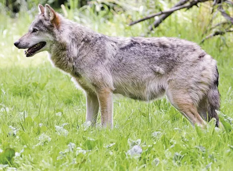 Ce 20 mai, le Gaec des Amandines qui a fait les frais des attaques d'un loup.