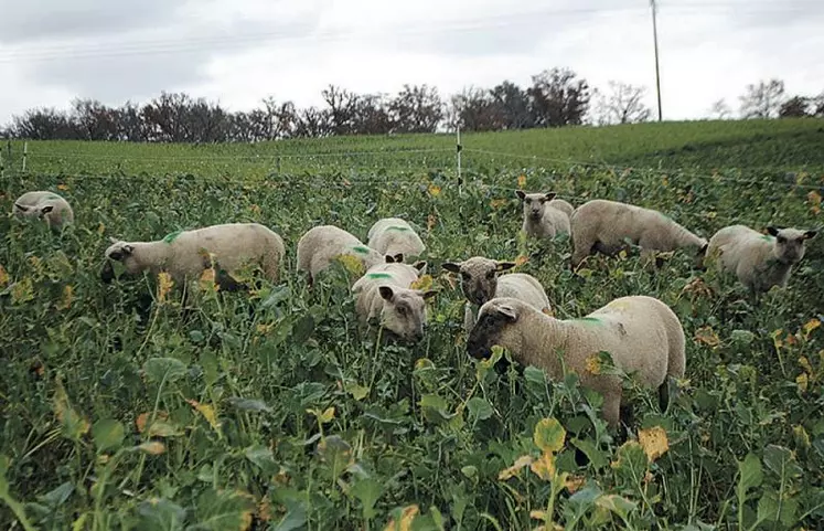 Le pâturage de dérobées l’hiver, par des agneaux de fin d’été revêt plusieurs intérêts. Entre autres, la réduction des coûts de concentrés et de temps passé à la distribution.
