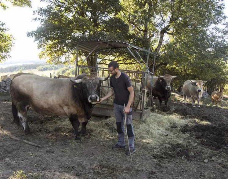 Après avoir participé à l’organisation des concours bovins en tant que conseiller à la chambre d’agriculture de Lozère, David Domenichini s’est installé aux Fours, à La-Fage-Montivernoux, le 1er janvier dernier.