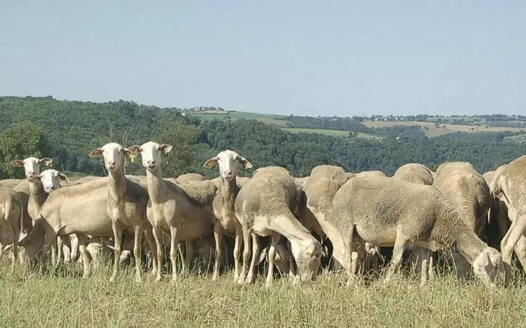 Le fonds de qualité lait cru devait diminuer les écarts entre producteurs. Son principe est remis en question.