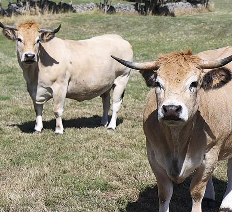 Une allocation de remplacement pourrait être versée aux agriculteurs malades du Covid-19 ou contraints de garder à domicile leurs enfants du fait de la fermeture des crèches et écoles.