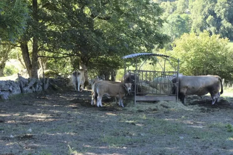 Privés de concours et de salon de l'agriculture à cause de la Covid-19, les éleveurs Aubrac lozériens adhérents du syndicat Aubrac avaient décidé de faire admirer leurs bêtes... Sur les réseaux sociaux, via le hashtag #créonsdulien. Le syndicat tire un bilan satisfaisant de l'opération désormais terminée.