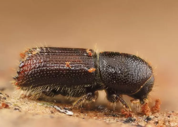 Sécheresse, insectes ravageurs ou incendies, les arbres, les résineux en particulier, subissent de nombreuses attaques sur l’ensemble du territoire.