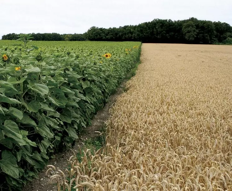 FranceAgriMer table sur des exportations françaises de blé tendre en nette hausse vers les pays tiers, avec « un très fort démarrage » sur la nouvelle campagne, a-t-il indiqué le 13 juillet.