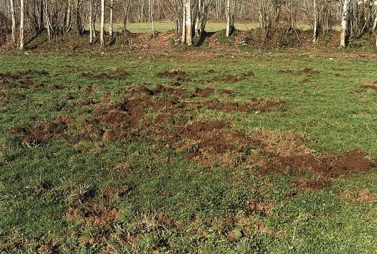 Si une légère baisse des indemnisations dues aux dégâts de gibier en Lozère a été constatée, réjouissant les acteurs intervenant sur le sujet, différentes explications sont possibles.