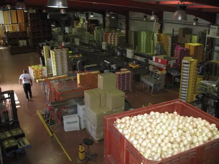 La calibreuse est l’outil principal d’Origine Cévennes. À elle seule, la coopérative fédère 90 % des producteurs et commercialise 80 % de la production d’oignons doux sous AOP.