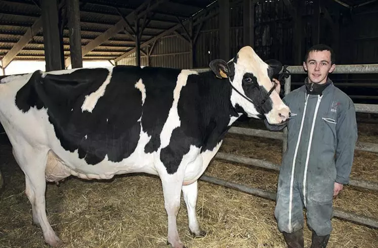 Ce jour-là, Tristan préparait la vache Dune pour la présenter au Concours général agricole de Paris.