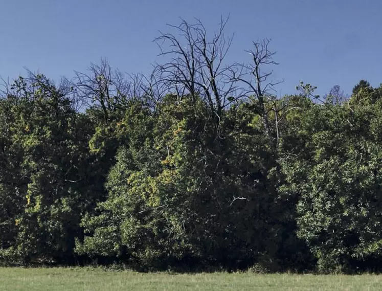 Les résultats d’une large étude sur l’état sanitaire des châtaigniers forestiers en haute et basse Cévennes ne sont pas optimistes.