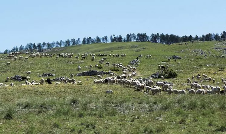 L'assemblée générale du centre interrégional d'information et de recherche en production ovine (Ciirpo) du 25 août a été l'occasion de faire le point sur les nombreux projets du Centre, ceux en cours, en projet et également les certifications obtenues en 2021.