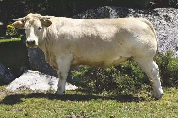 La génisse Fleur d’Aubrac est issue du croisement direct d’une vache pure Aubrac avec un taureau charolais. Elle est engraissée jusqu’à 24 à 42 mois et vit en grande partie dans les pâturages.