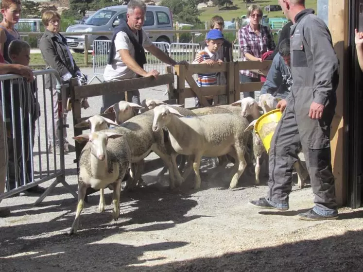 Entre 200 et 250 ovins sont attendus cette année au Qualiviande, à Aumont-Aubrac.