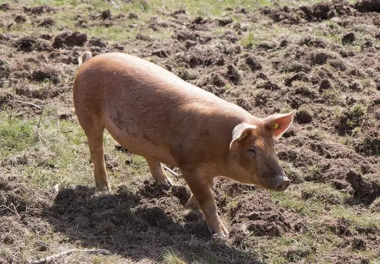 Depuis quelques semaines, de nouveaux animaux ont fait leur apparition au lycée agricole de Saint-Chély-d'Apcher, à Civergols : des cochons rustiques, de races Tamworth et Duroc.