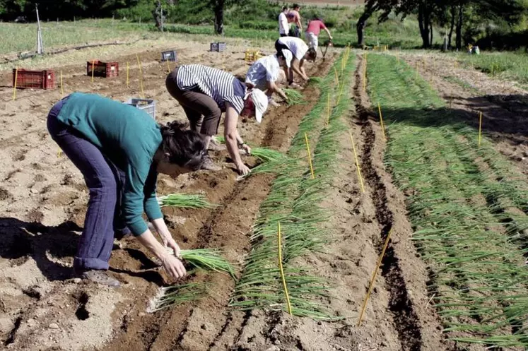 Repiquage d’oignons doux dans la vallée de l’Hérault.