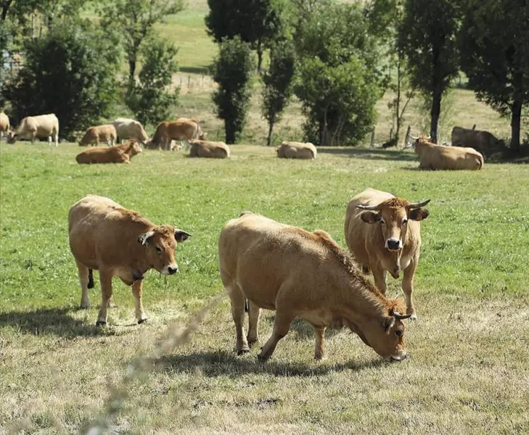 Entrées en vigueur depuis le 1er juillet 2020, les boucles auriculaires préleveuses de cartilage ont permis d'analyser en Lozère plus de 96 % des veaux nés depuis un an. C'est une mobilisation sans précédent des éleveurs qui participent ainsi à la réussite de l'éradication de la maladie. En poursuivant à ce rythme, on peut espérer que l'objectif d'éradication fixé soit atteint avant les cinq ans initialement prévus.