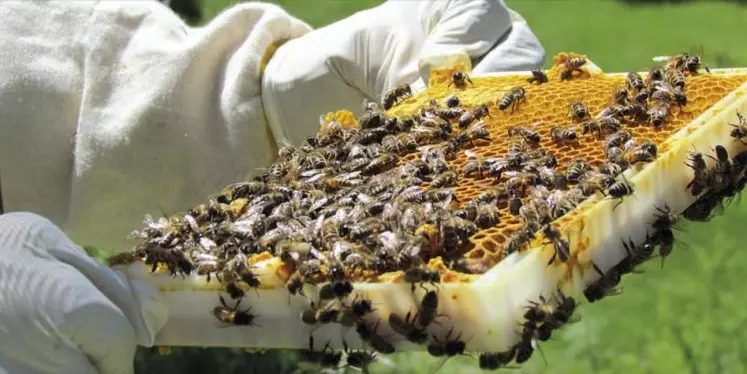 Recueillir, via le pollen collecté par les abeilles, des données sur la pollution potentielle et la biodiversité des territoires ruraux : le pari de l’outil BeeOmonitoring bientôt testé dans le Cantal.