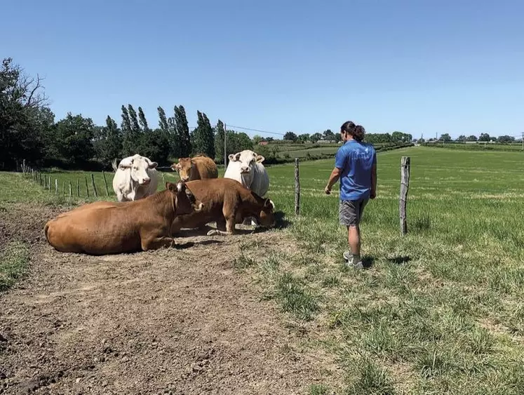 Les JA Aura s’inquiètent de l’avenir de l’installation en filière bovin viande.