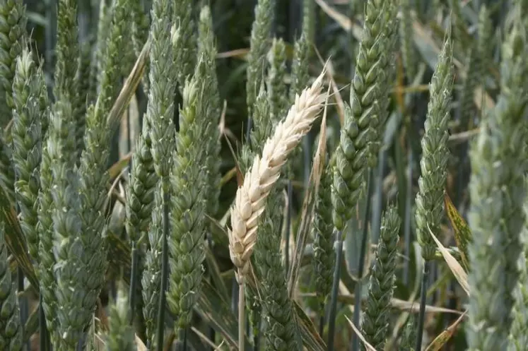 La surface de légumineuses s’élargit dans le Puy-de-Dôme sous l’influence de la coopérative Limagrain désormais participante majoritaire de la société Nutrinat de Castelnaudary, spécialisée dans la production et la transformation des graines.