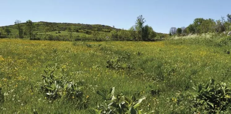 La chambre régionale des comptes de la région Auvergne-Rhône-Alpes a publié le 10 novembre un rapport d'enquête sur l'avenir des parcs naturels régionaux. Le parc naturel régional de l'Aubrac, du fait de sa partie cantalienne, a été concerné par cet audit.