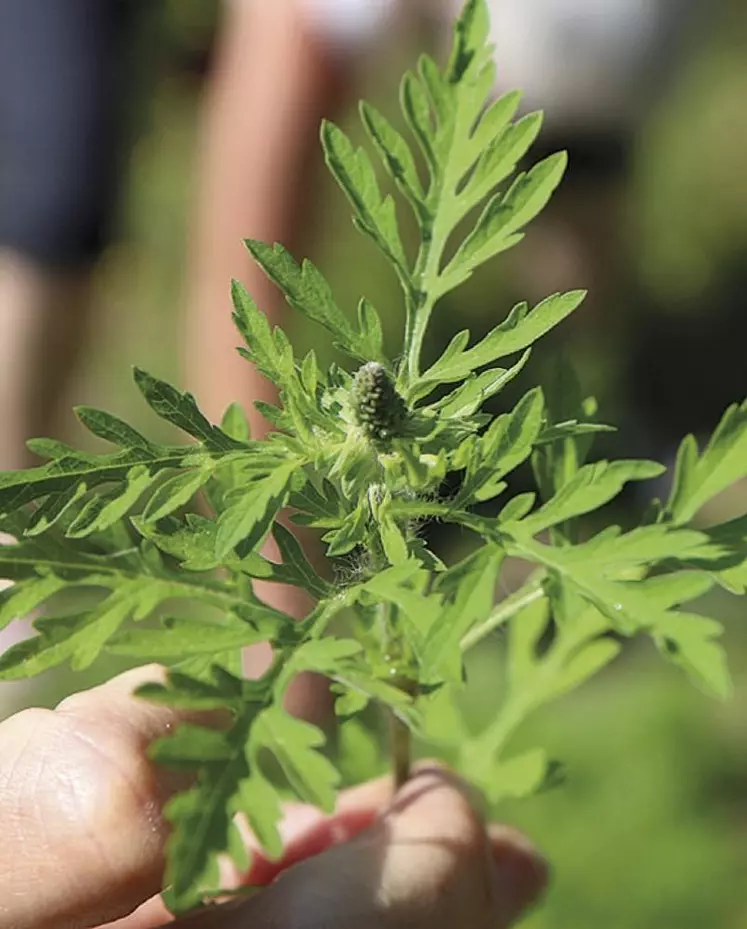 L'ambroisie est une plante invasive qui a colonisé de nombreux territoires au plan national. Cette plante se déploie désormais en Occitanie : les agences de santé publique recommandent d'arracher les plants dès qu'ils ont été repérés.