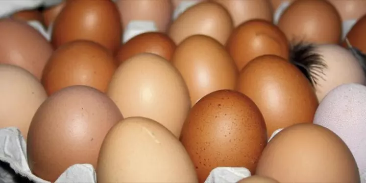 Circul’Egg a pour objectif de valoriser les coquilles d’œufs et leur membrane intérieure en différents produits destinés à l’alimentation animale, à la nutrition et à la cosmétique.