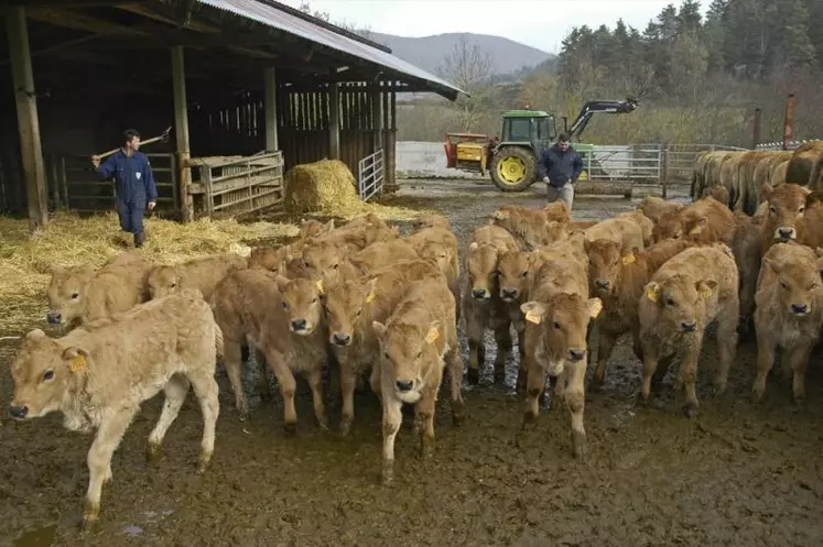 COMPsev traduit la capacité du veau à supporter la présence de l’homme et évalue la notion de facilité de conduite du troupeau. L’index REACsev reflète la réponse de l’animal à la contention.