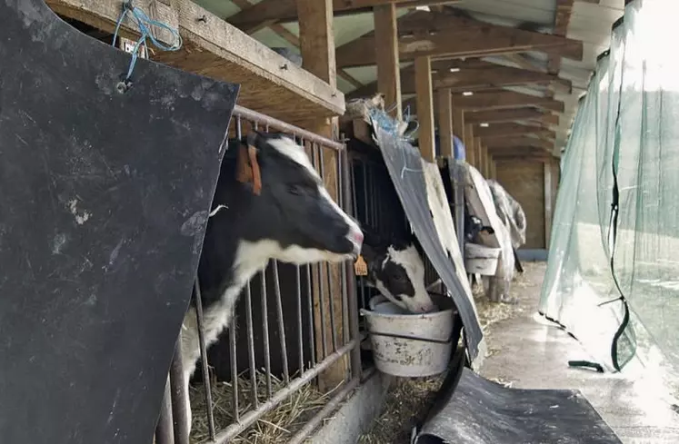 La nurserie peut accueillir jusqu’à quinze veaux. Équipée d’un filet brise-vent sur le devant, elle a tout le confort et l’ambiance d’un grand bâtiment.