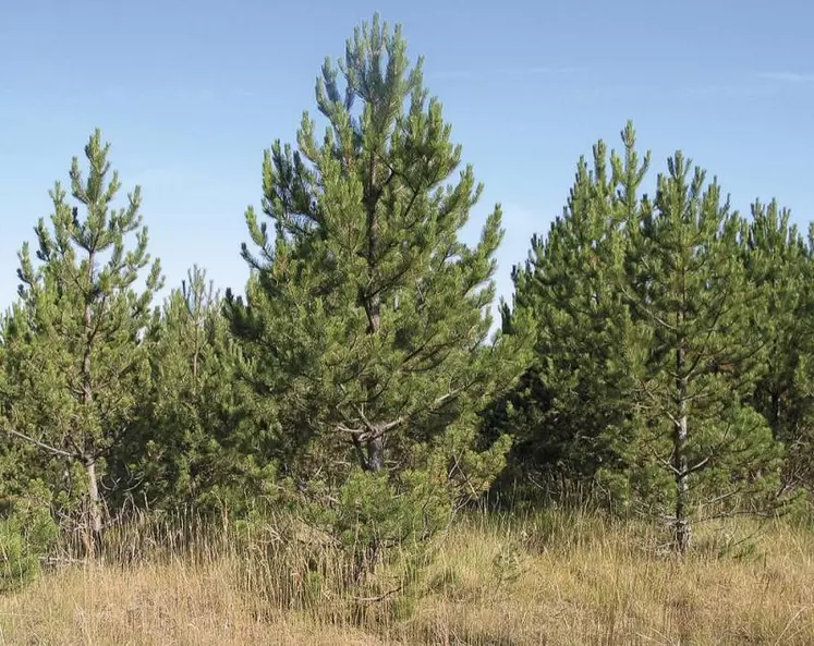 Principale espèce présente dans le département, le pin sylvestre garde une bonne santé et alimente l'industrie locale pour de multiples usages, du bois énergie à la menuiserie. Mais il souffre d'un manque d'intérêt par rapport au Douglas ou à l'épicéa et pourrait être à terme remplacé.