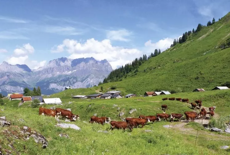 Le pastoralisme, une pratique ancestrale qui a bien failli disparaître.