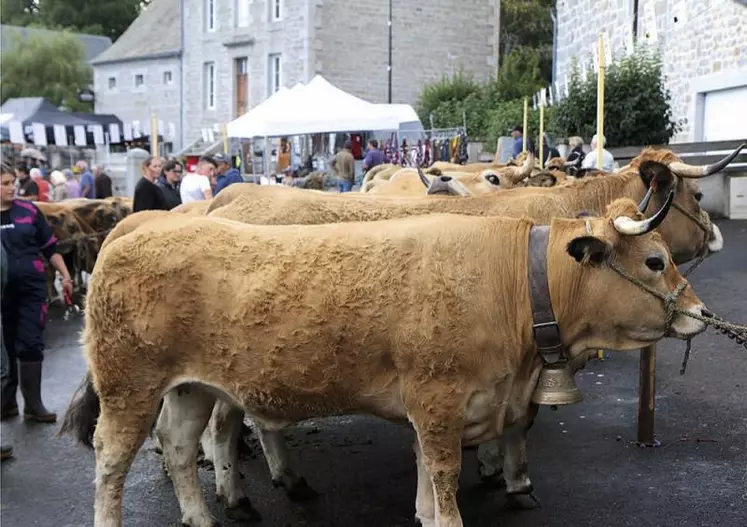 Samedi 2 septembre aura lieu une nouvelle édition de la fête de l’Aubrac, sur la place du foirail à Nasbinals, et qui accueille depuis deux ans le concours régional charolais.