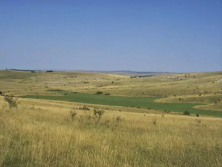 Soutenus par des financements de la région et du département, ce projet a pour ambition de planter dix kilomètres de haies linéaires sur le causse Méjean. Une initiative menée en collaboration avec la fédération de chasse de Lozère, les élus locaux et ceux des sites Natura 2000.